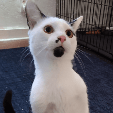 Happy Tailz Cat Rescue, Inc's Avatar