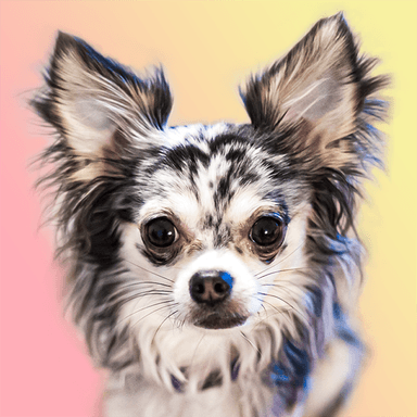 Chihuahua Dog Life's Avatar