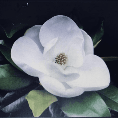 Magnolias Wedding Planning's Avatar